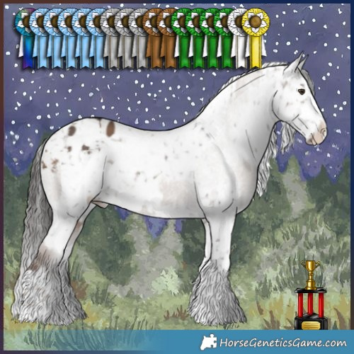 Horse Color:Liver Red Dun Appaloosa  and White Spotted Brown Dun Appaloosa 