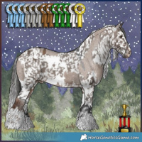 Horse Color:Liver Red Dun Appaloosa  and White Spotted Brown Dun Appaloosa 