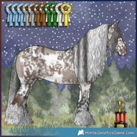 Horse Color:Liver Red Dun Appaloosa  and White Spotted Brown Dun Appaloosa 