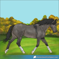 Horse Color:Grullo 