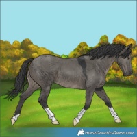 Horse Color:Grullo