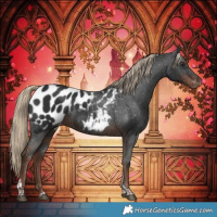 Horse Color:Liver Chestnut Tobiano Appaloosa 