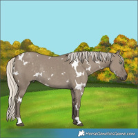 Horse Color:White Spotted Silver Smoky Grullo Rabicano