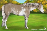 Horse Color:Silver Grullo Sabino Splash Rabicano