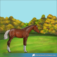 Horse Color:Silver Bay Tobiano Rabicano 