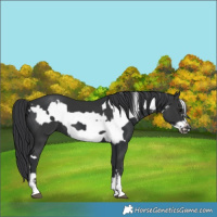 Horse Color:Black  and Black Frame