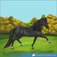 Horse Color:Black  and Black Rabicano 