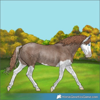 Horse Color:Liver Red Dun Splash Rabicano 