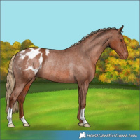 Horse Color:Chestnut Appaloosa Rabicano 