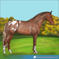 Horse Color:Chestnut Appaloosa Rabicano 