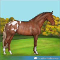 Horse Color:Chestnut Appaloosa Rabicano