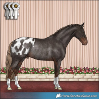 Horse Color:Liver Chestnut Appaloosa Rabicano 