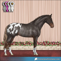 Horse Color:Liver Chestnut Appaloosa Rabicano