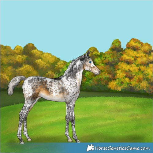 Horse Color:Gray Silver Buckskin Splash Tobiano Appaloosa 