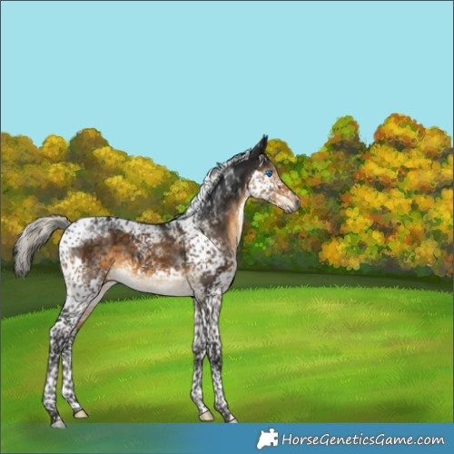 Horse Color:Gray Silver Buckskin Splash Tobiano Appaloosa 