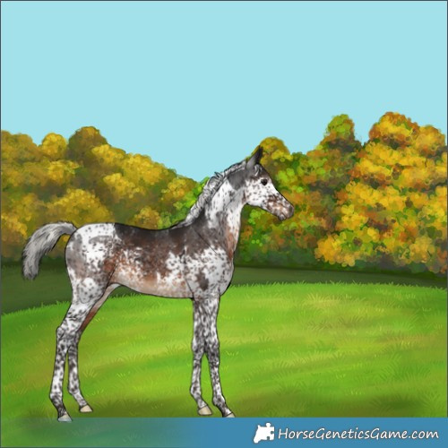 Horse Color:Gray Silver Brown Splash Tobiano Appaloosa 