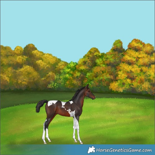Horse Color:Brown Tobiano 