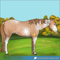 Horse Color:White Spotted Bay Pearl 