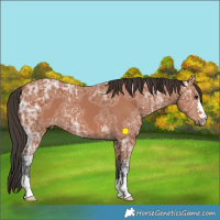 Horse Color:Bay Ice 