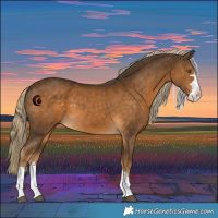 Horse Color:Chocolate Palomino Splash Rabicano