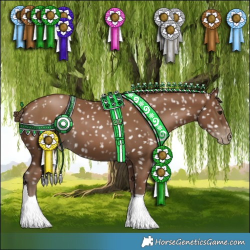 Horse Color:Gray Black Pearl Appaloosa