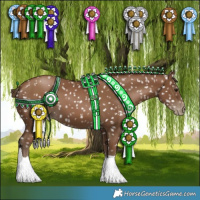 Horse Color:Gray Black Pearl Appaloosa