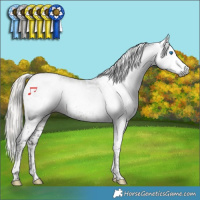 Horse Color:Gray Silver Smoky Black Splash Tobiano Appaloosa 