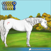 Horse Color:Gray Silver Smoky Black Splash Tobiano Appaloosa 