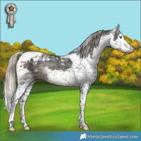 Horse Color:Gray Silver Smoky Black Splash Tobiano Appaloosa 