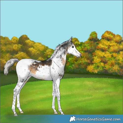 Horse Color:Gray White Spotted Silver Buckskin Splash Tobiano Appaloosa 