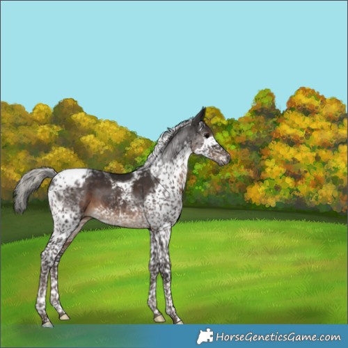 Horse Color:Gray Silver Black Splash Tobiano Appaloosa 