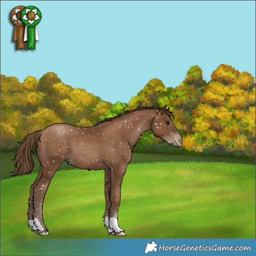 Horse Color:Gray Black Pearl Appaloosa