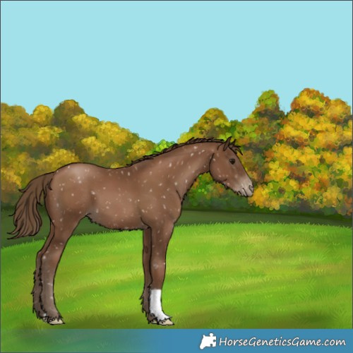 Horse Color:Gray Black Pearl Appaloosa 