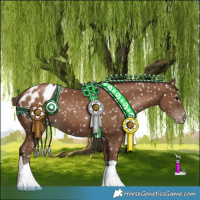 Horse Color:Gray Black Pearl Appaloosa