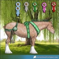 Horse Color:Black Pearl Appaloosa