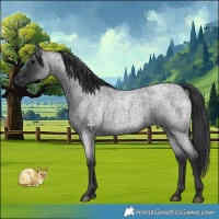 Horse Color:Blue Roan 