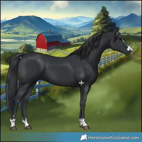 Horse Color:Black 