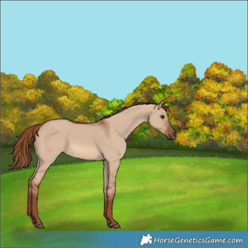Horse Color:Red Dun 