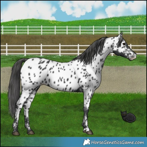 Horse Color:Black Appaloosa 
