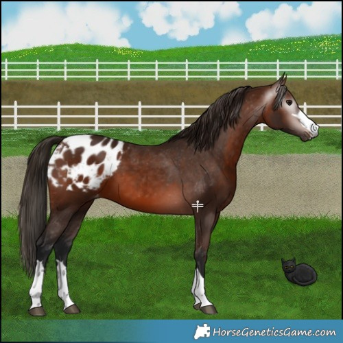Horse Color:Gray Bay Appaloosa 
