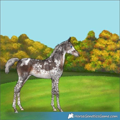 Horse Color:Gray Silver Black Splash Tobiano Appaloosa 