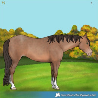 Horse Color:Sable Champagne Tobiano 