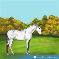 Horse Color:Brown Sabino 