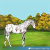 Horse Color:White Spotted Liver Chestnut Mushroom Sabino Appaloosa 