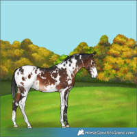 Horse Color:White Spotted Brown Sabino Appaloosa 