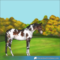 Horse Color:White Spotted Brown Mushroom 