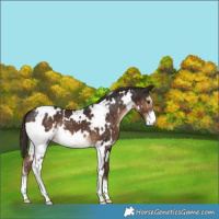 Horse Color:White Spotted Liver Chestnut Sabino Snowflake Varnish 