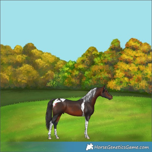 Horse Color:Bay Tobiano 