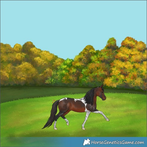 Horse Color:Bay Tobiano 