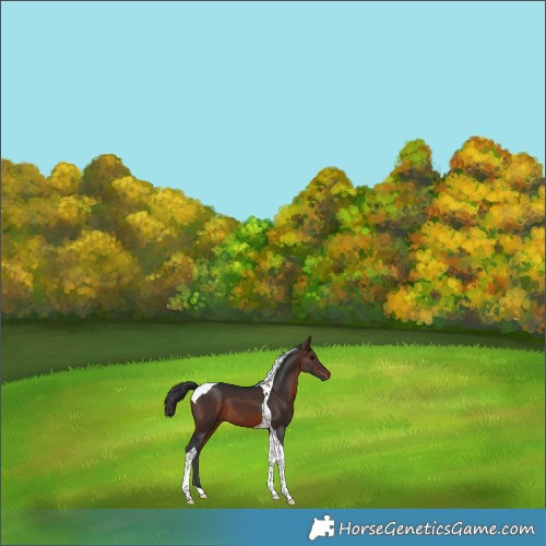 Horse Color:Brown Tobiano 